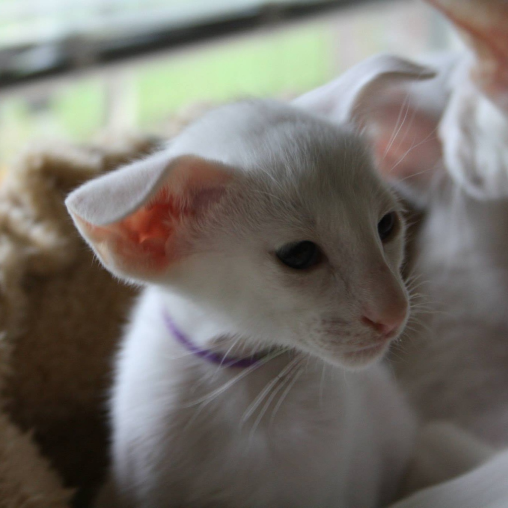 Порода кошек форин вайт