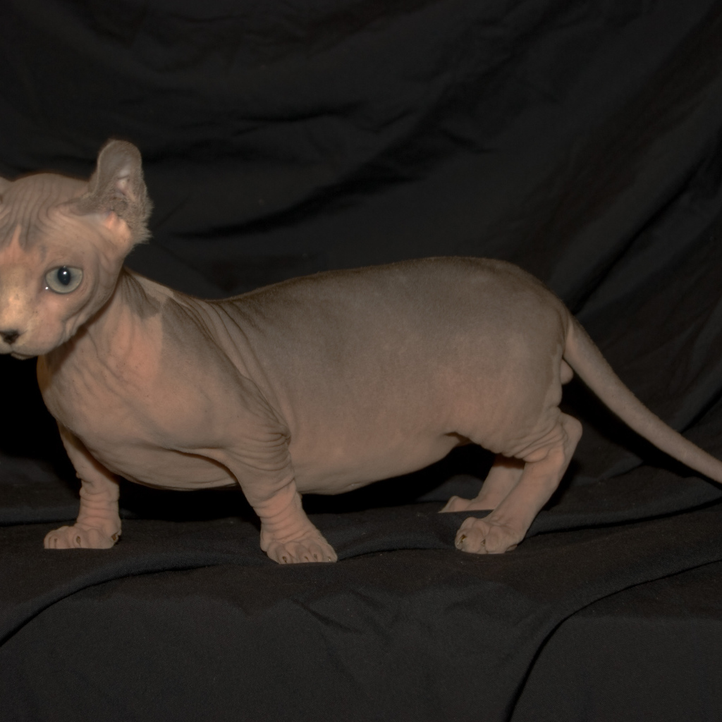 Порода кошек минскин