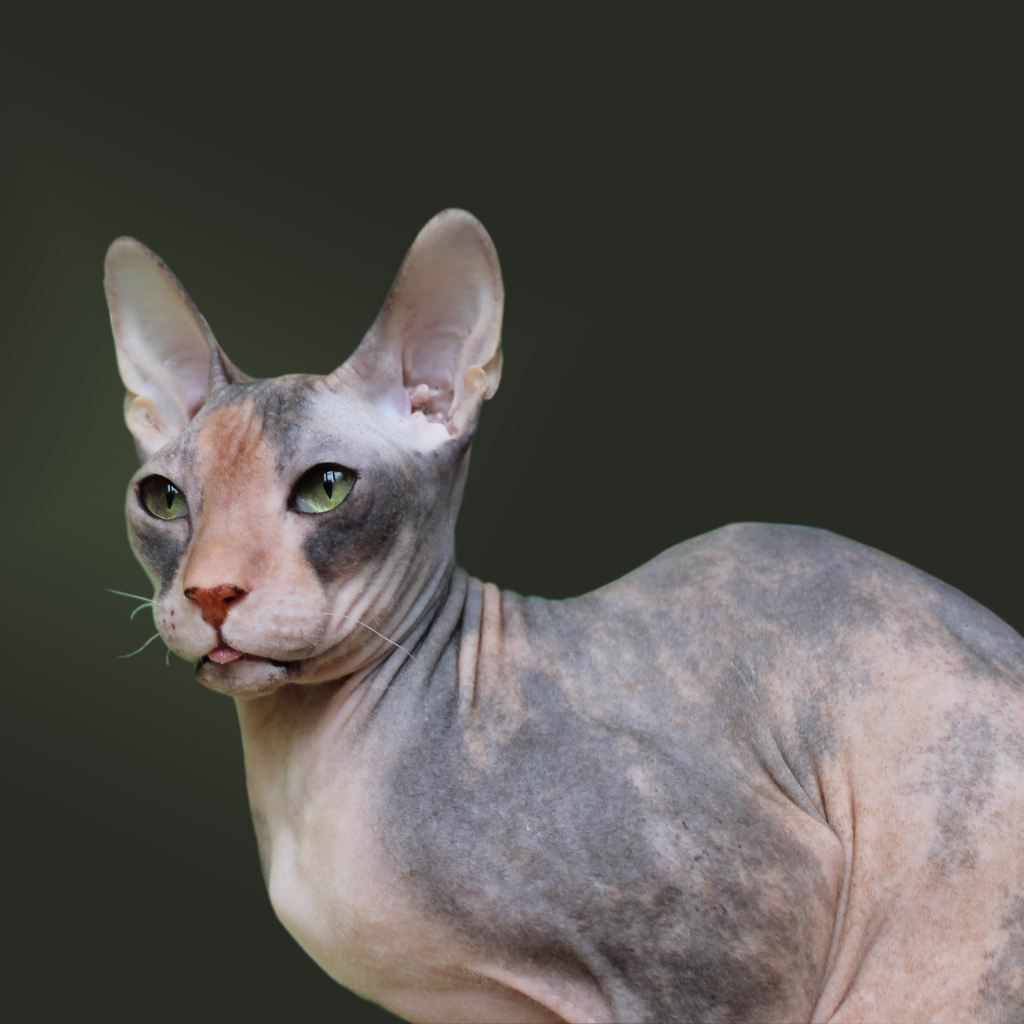 Порода кошек украинский левкой