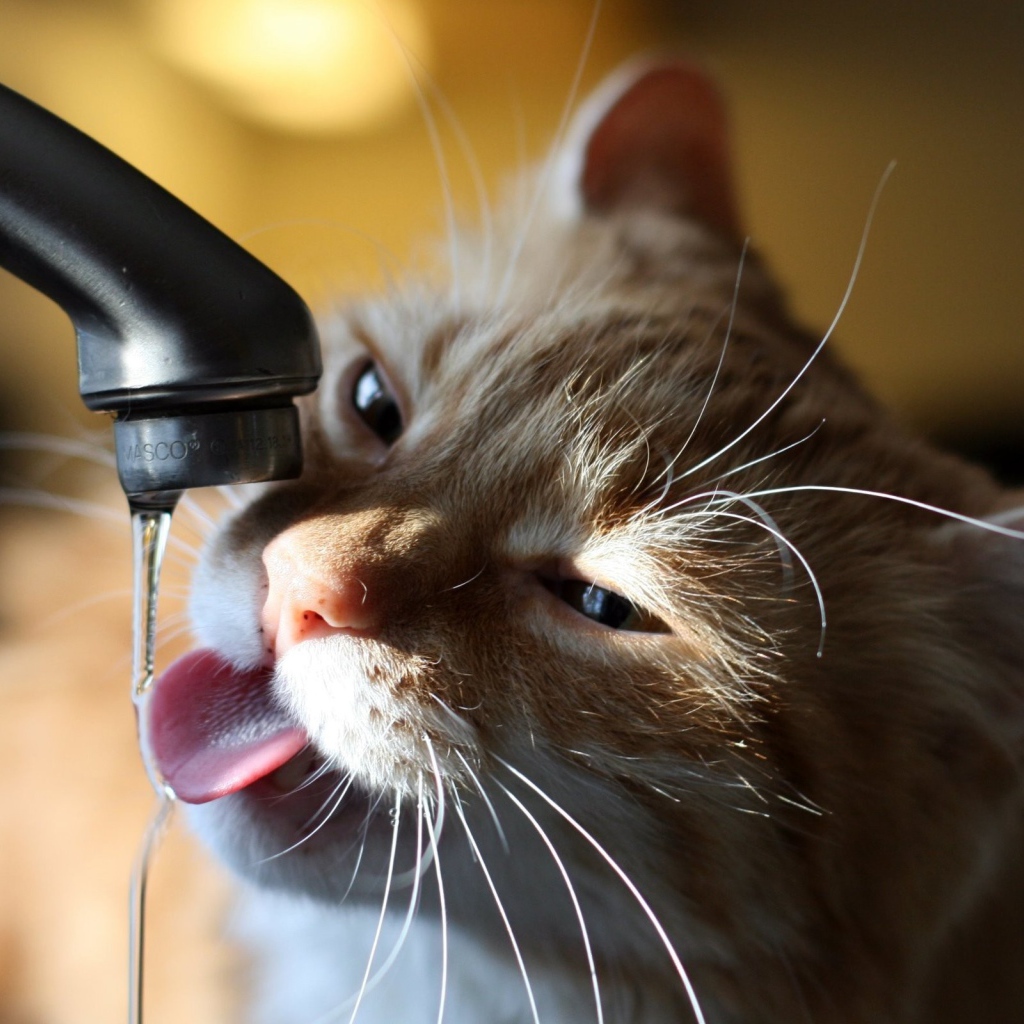 Кошка пьет воду из крана