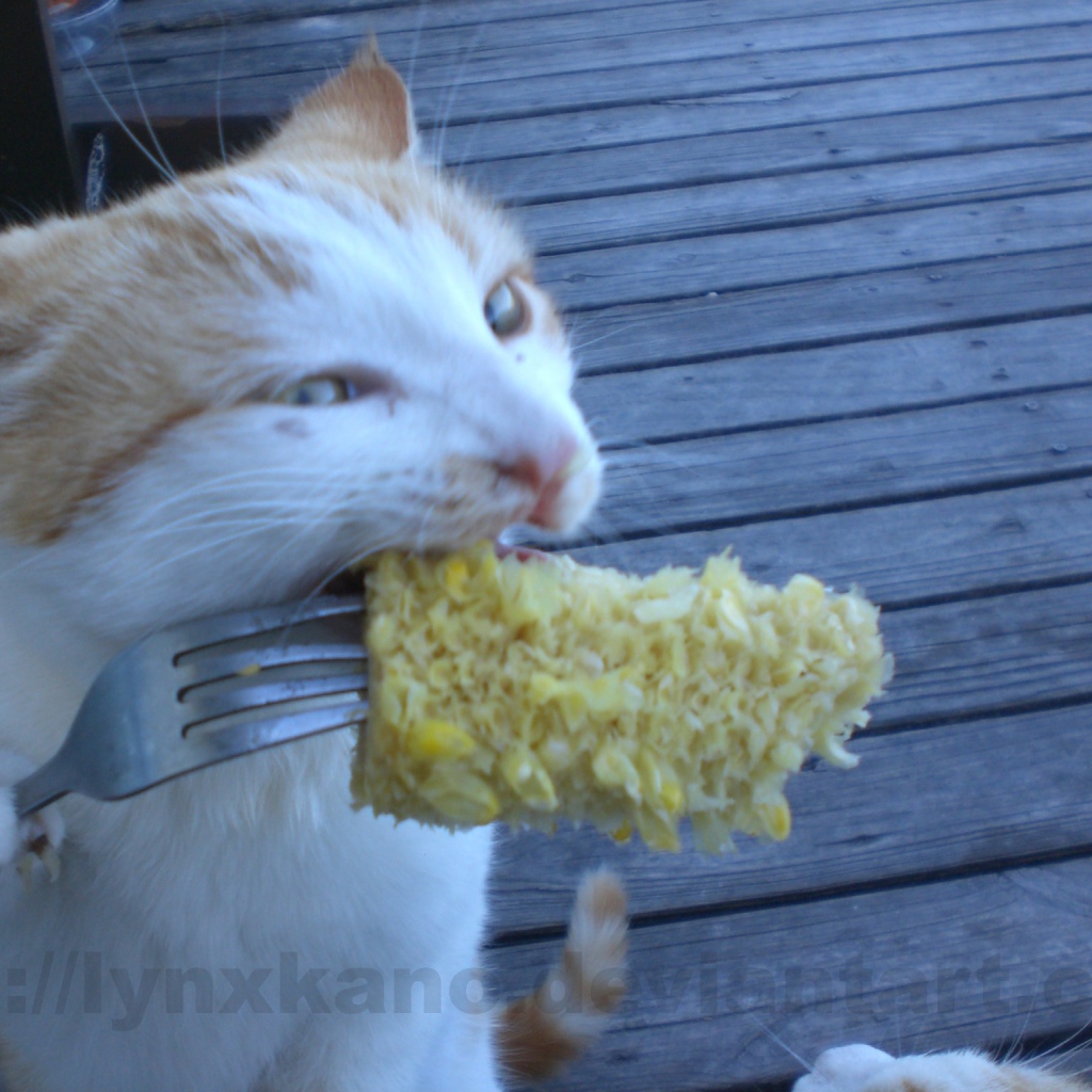 Кот ест с вилки