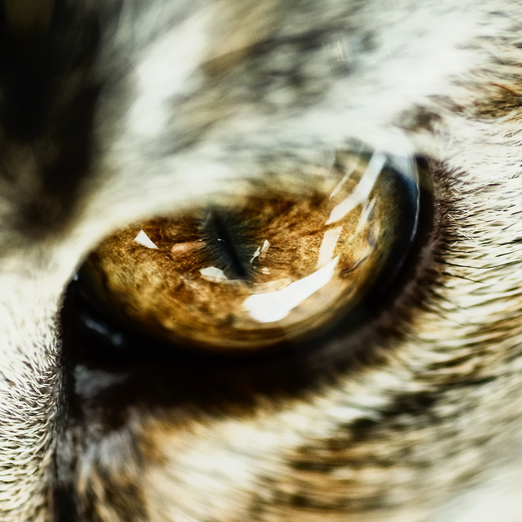 Глаз кота