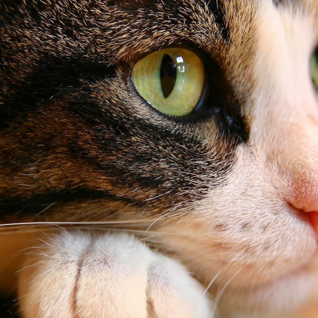 Кошачьи глаза