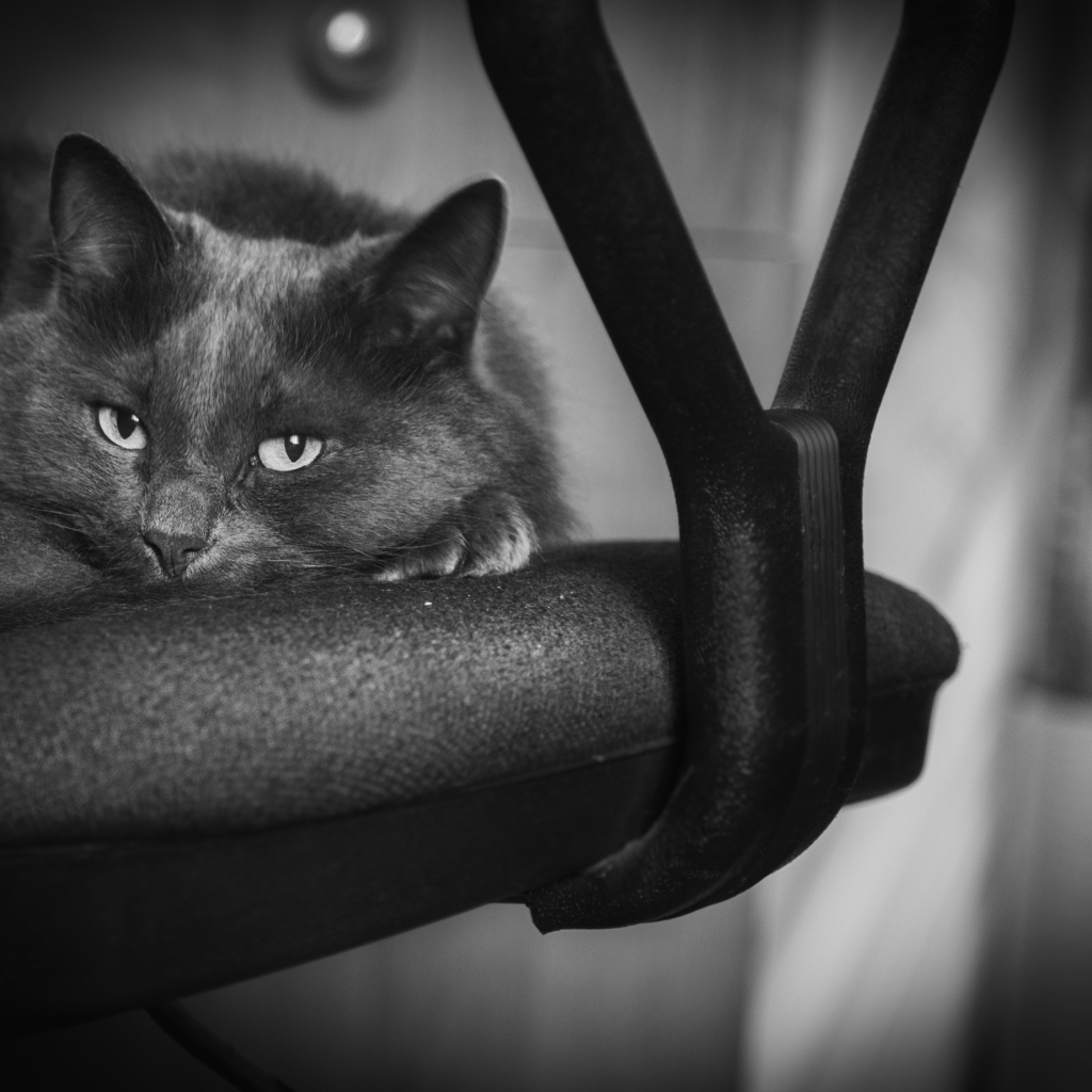 Котик лежит на стуле