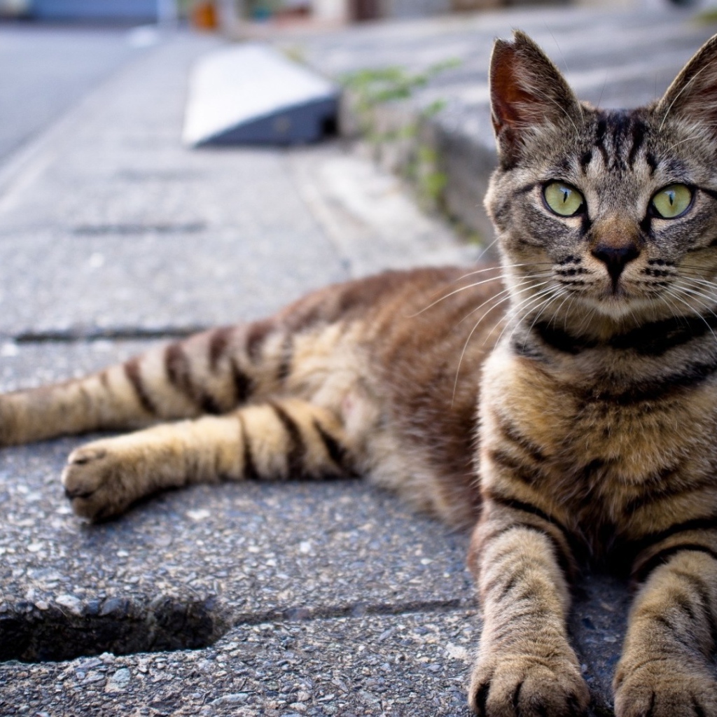 Кот лежит на улице