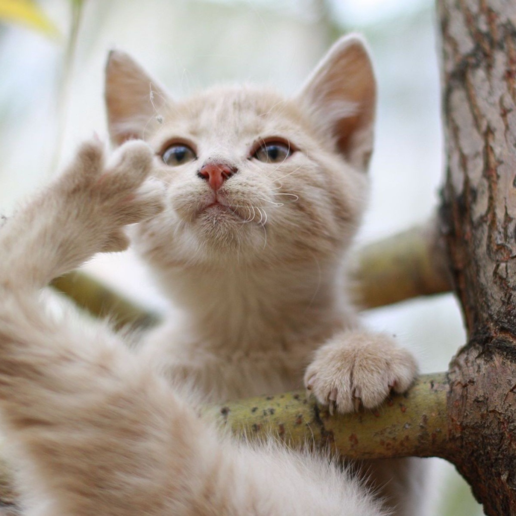 Кот на ветке дерева