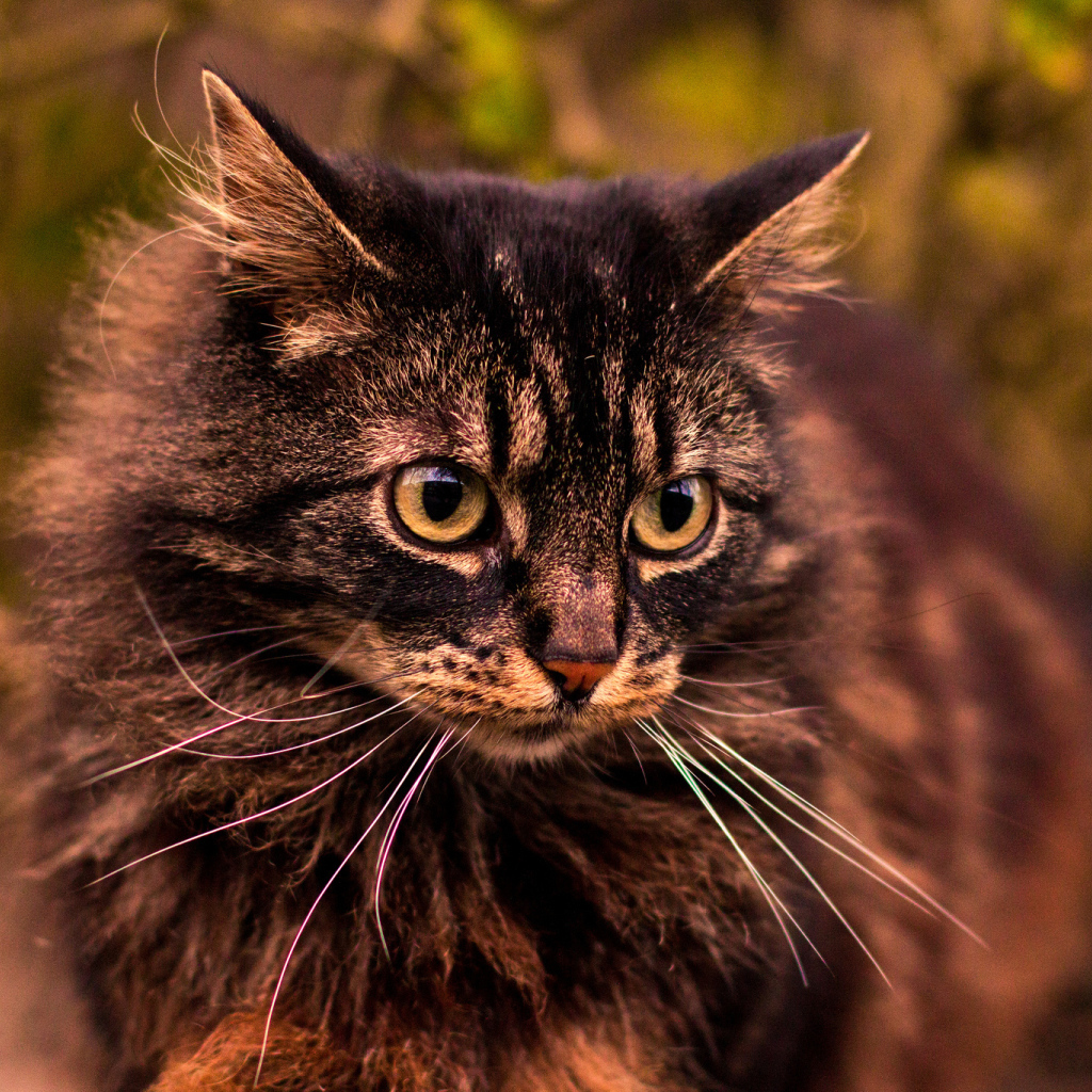 Кот на прогулке