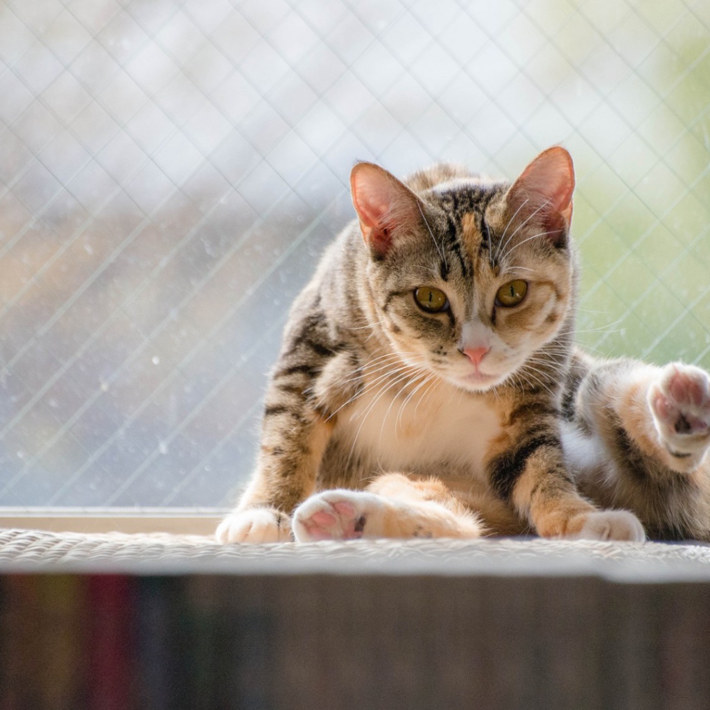 Kот на подоконнике