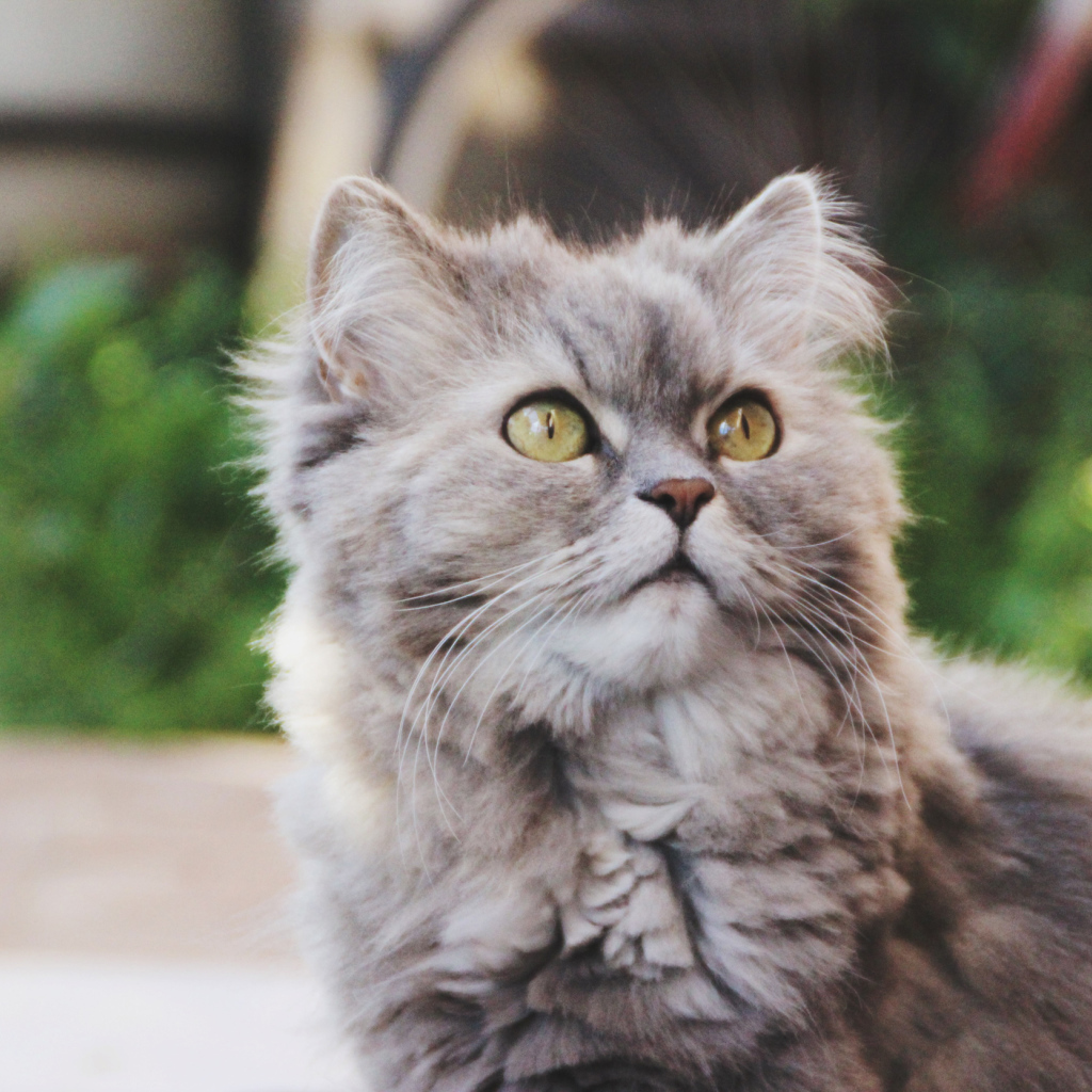 Кошка на улице