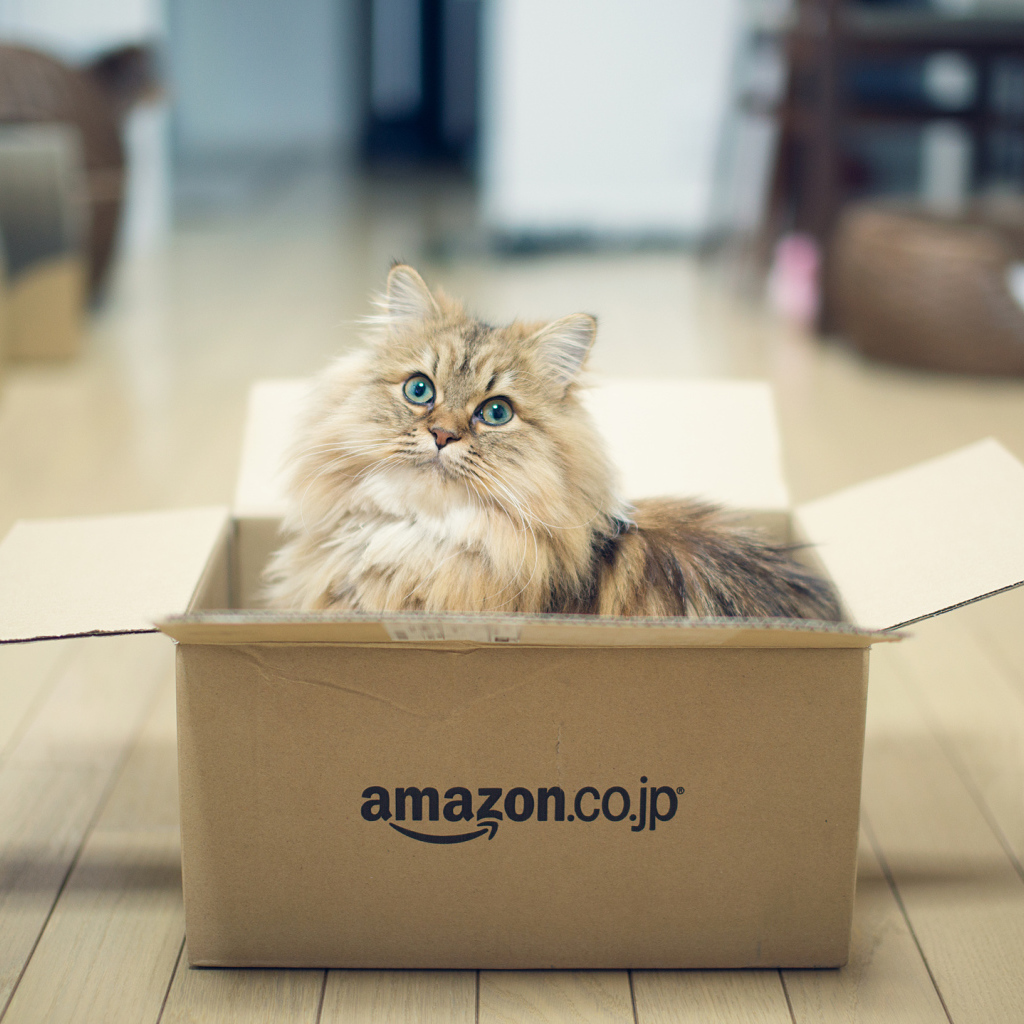 Кот играет в коробке