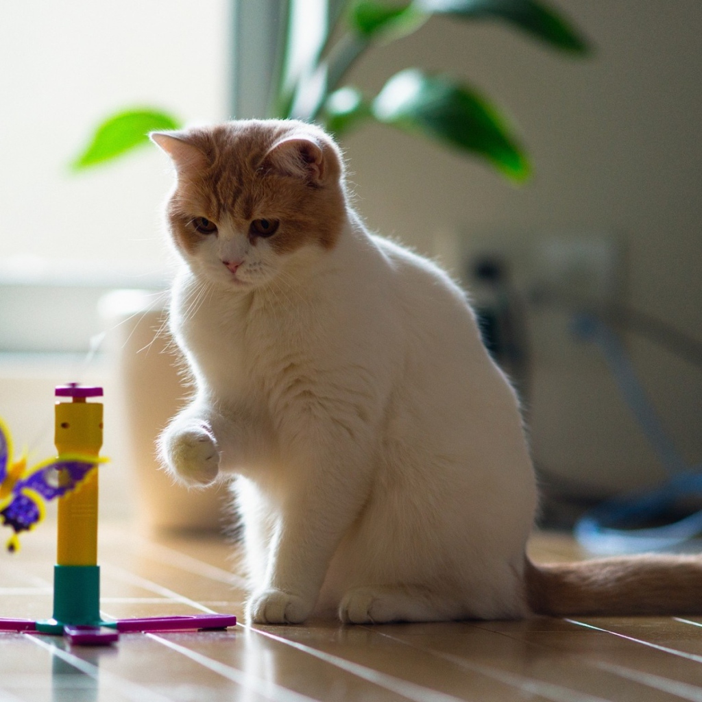 Кот играет с бабочкой