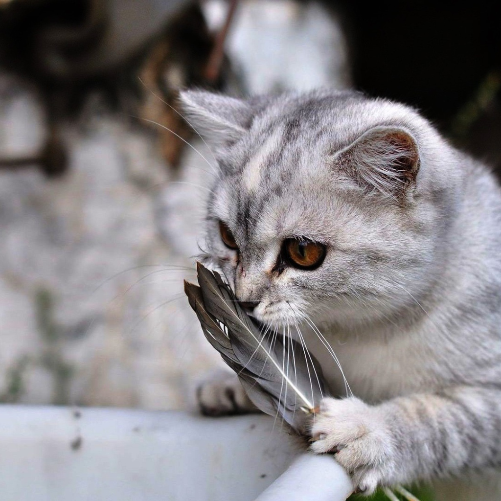 Кот играет с перьями
