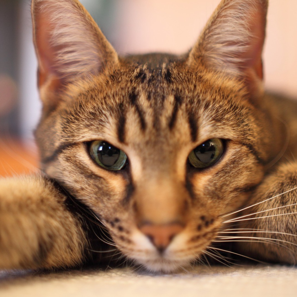 Кот отдыхает