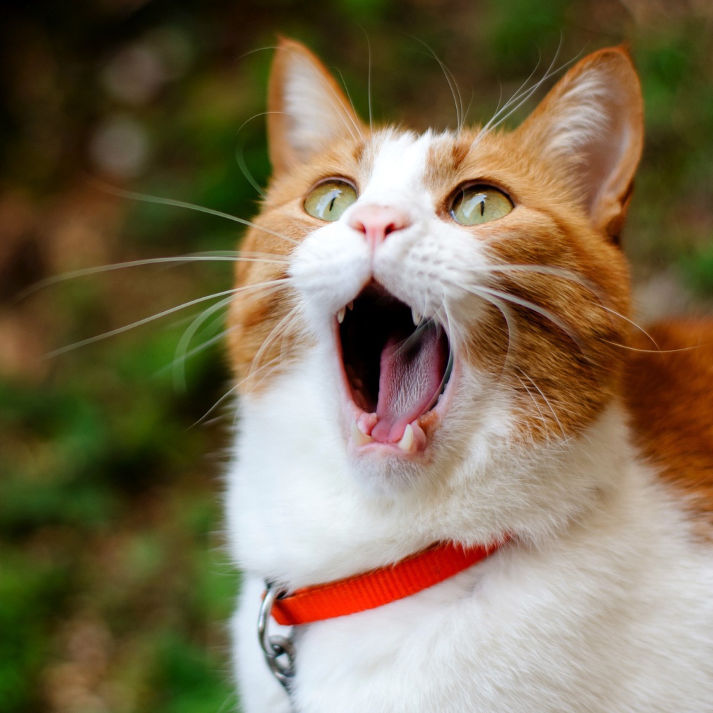 Кошачья ария