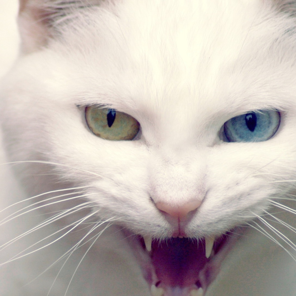 Кошка показывает зубы