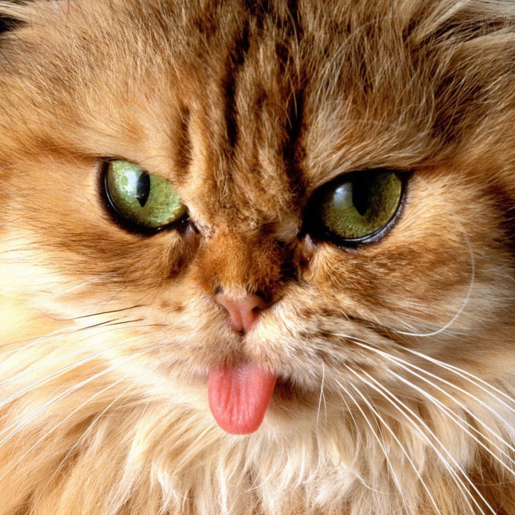 Кот показал язык