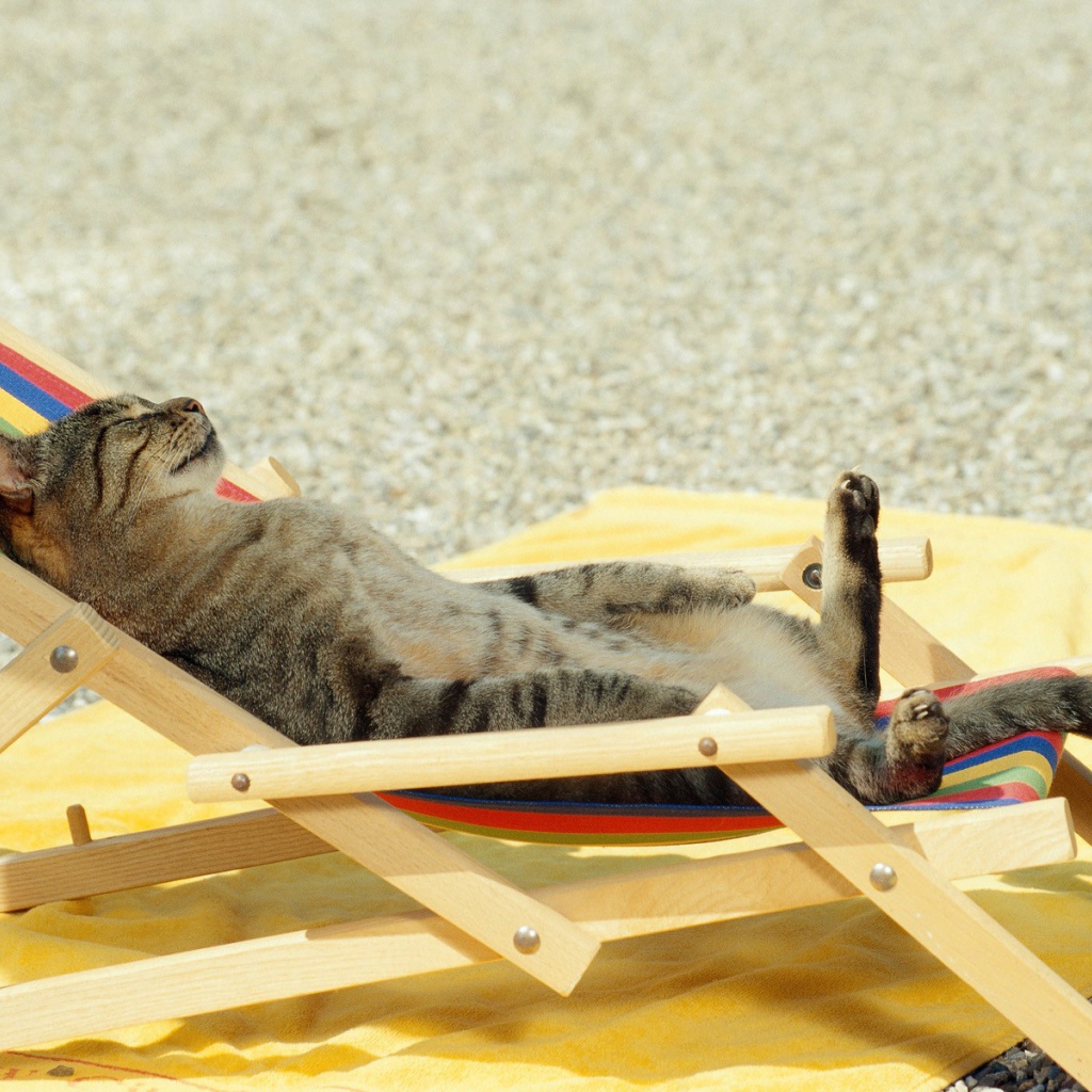 Кот загорает