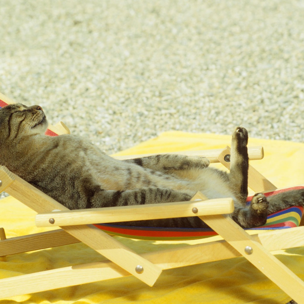 Кот загорает