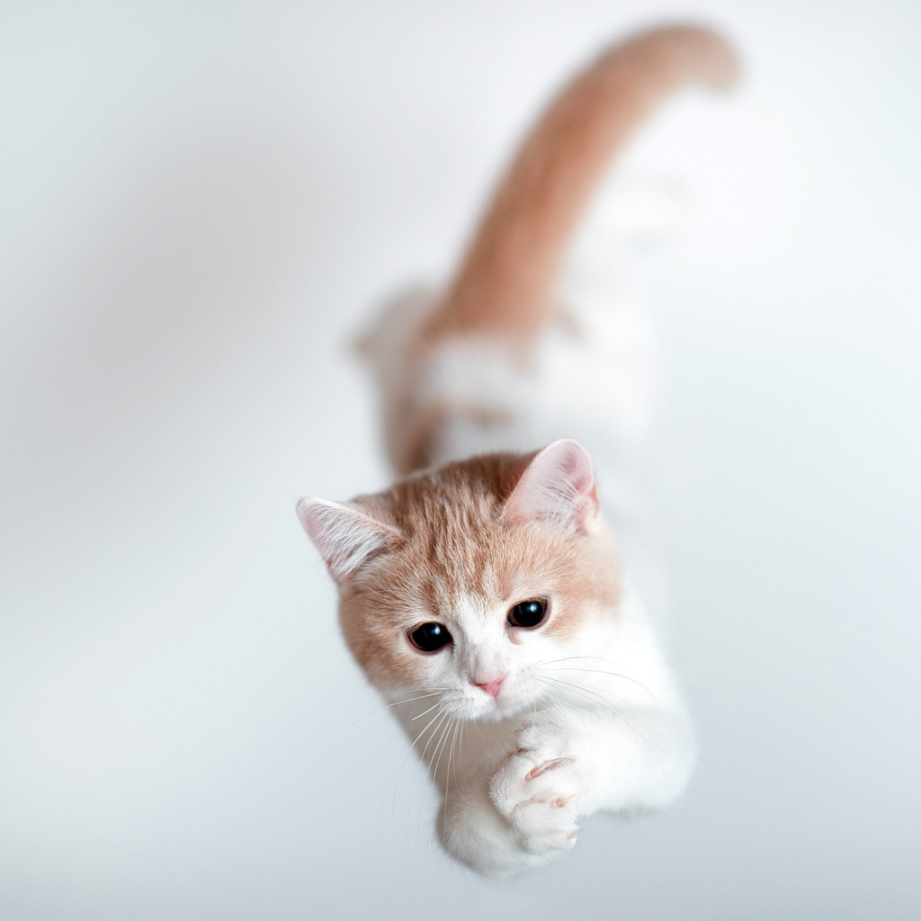 Кошка тороде