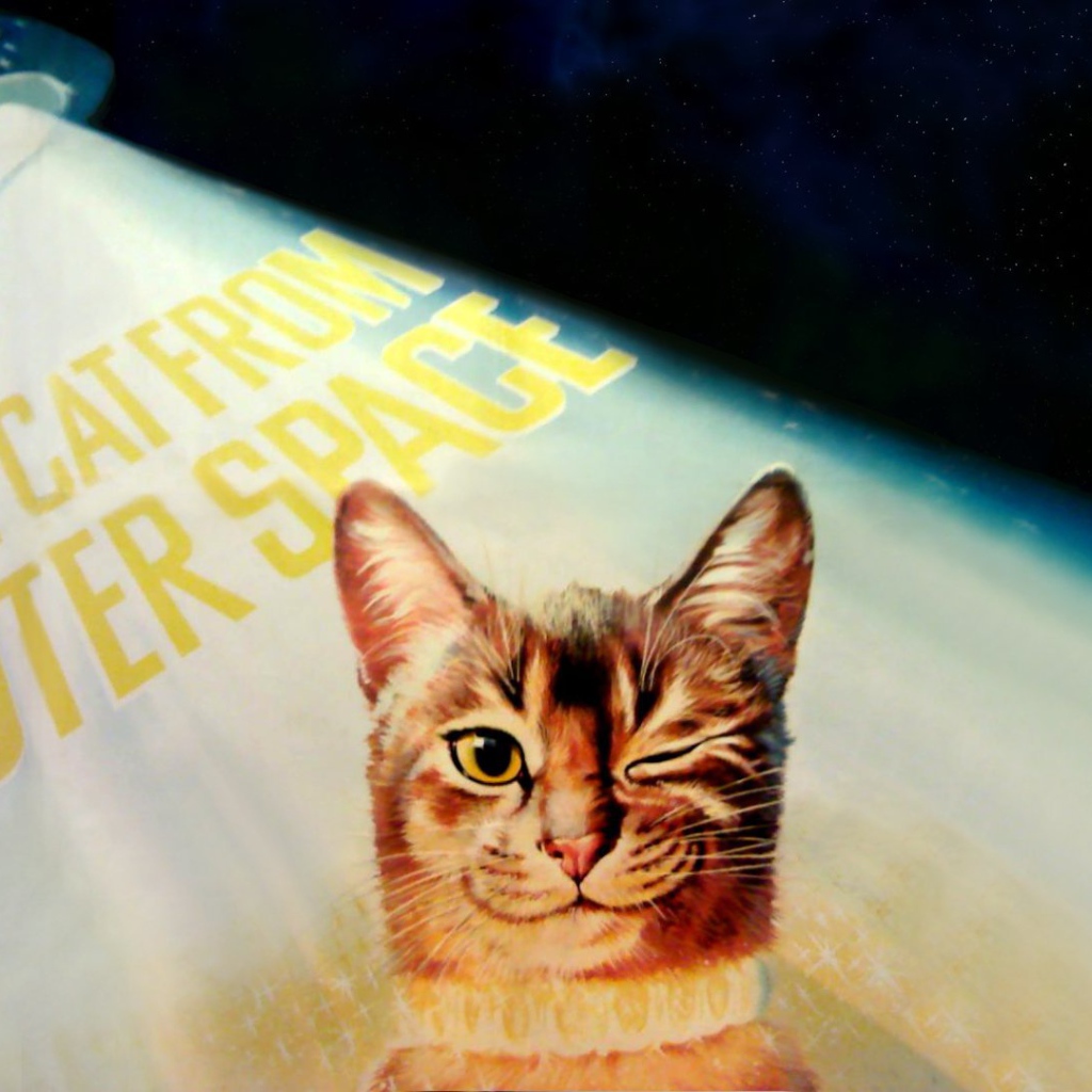 Кот подмигивает