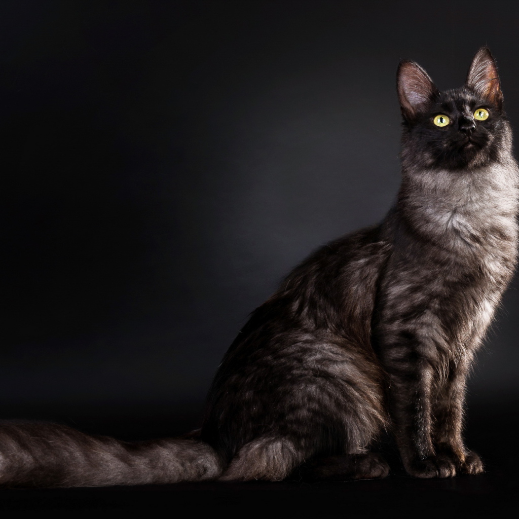 Кошка с пушистым хвостом