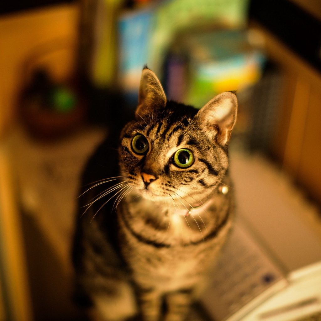 Кошка с большими глазами