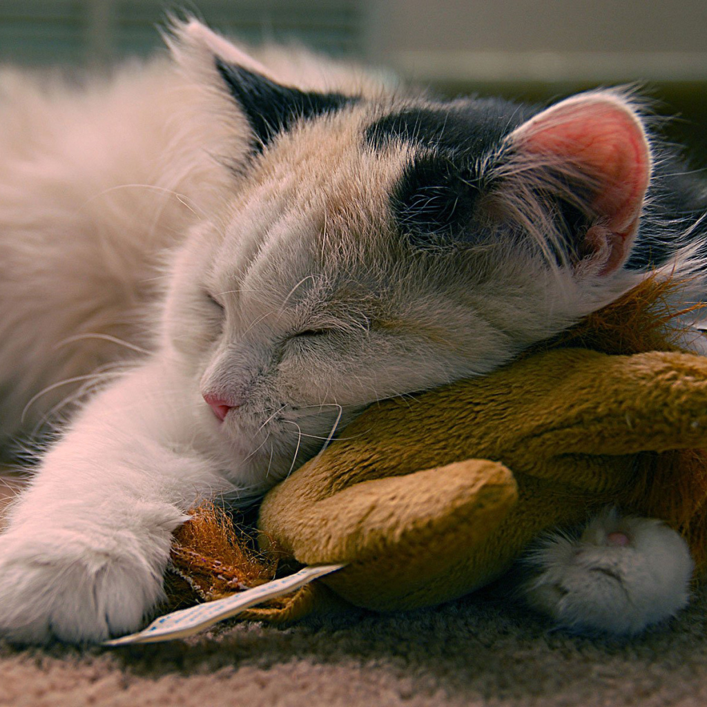 Кот с любимой игрушкой