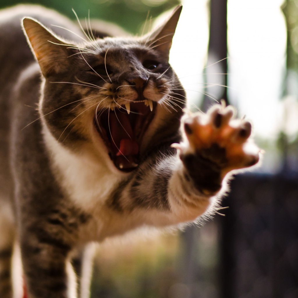 Кот с открытым ртом