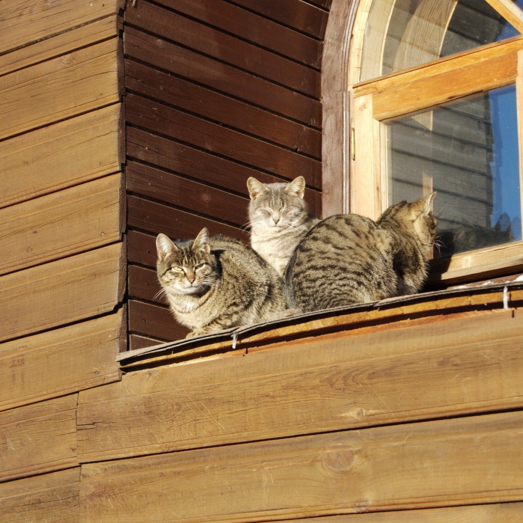 Кошки греются на солнце