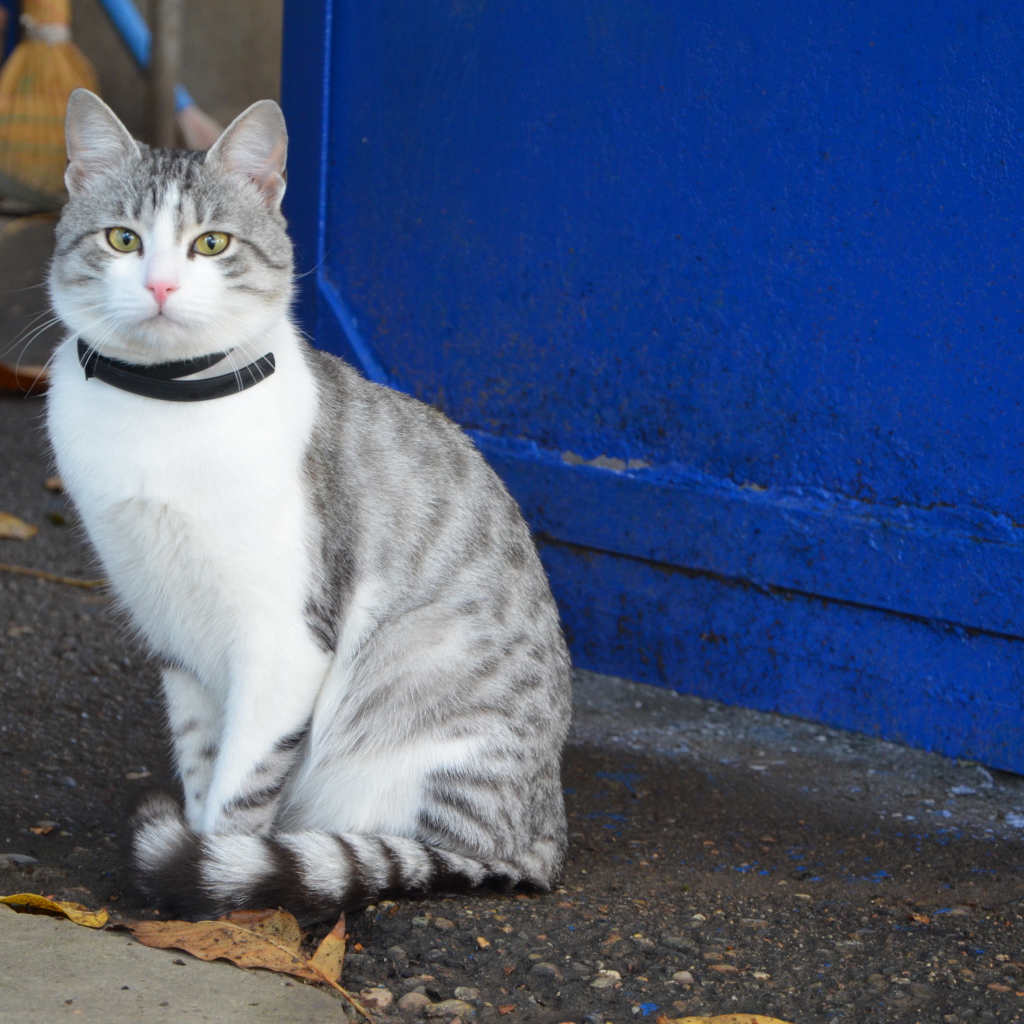 Ошейник у аравийского мау
