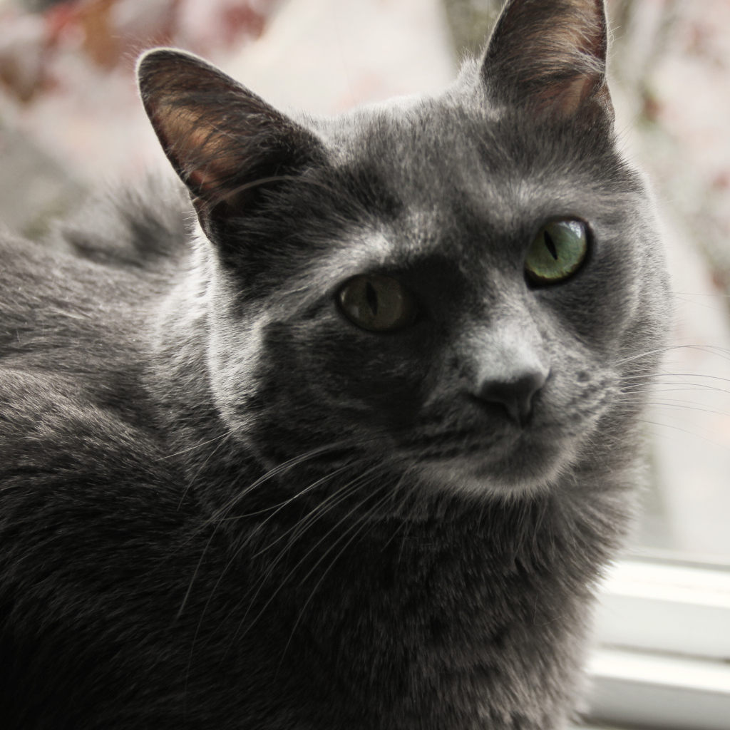 Довольный кот корат