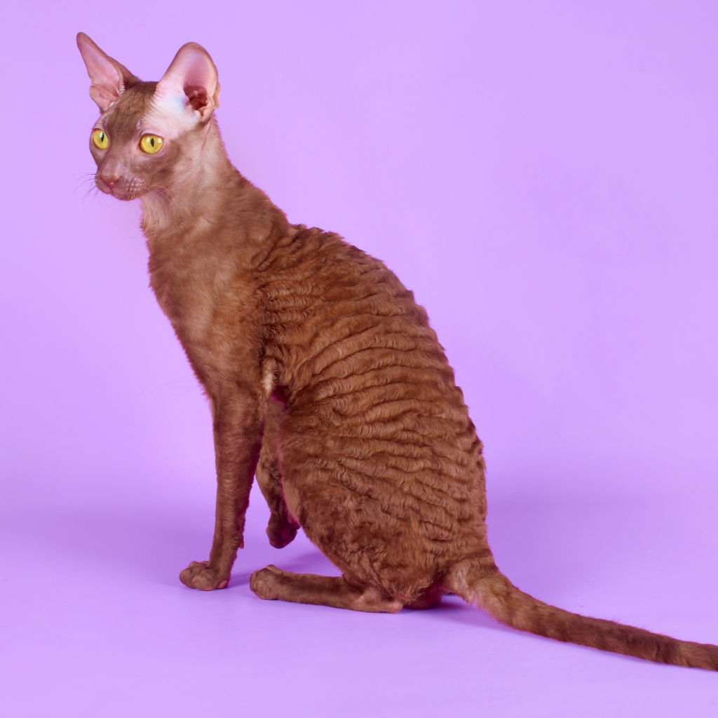 Коричневый корниш рекс