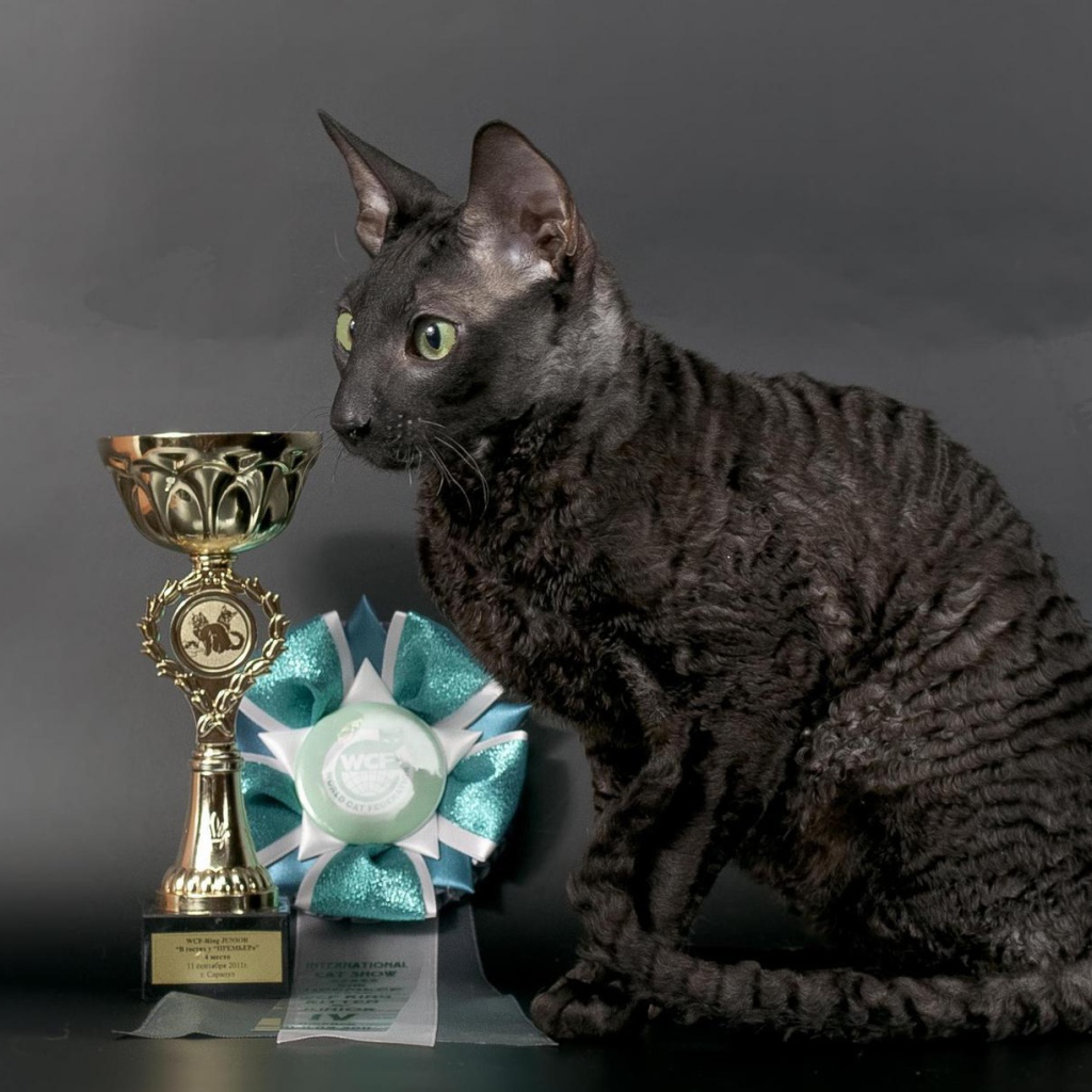 Кот корниш рекс с наградами