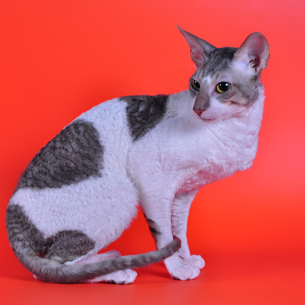 Корниш рекс на красном фоне
