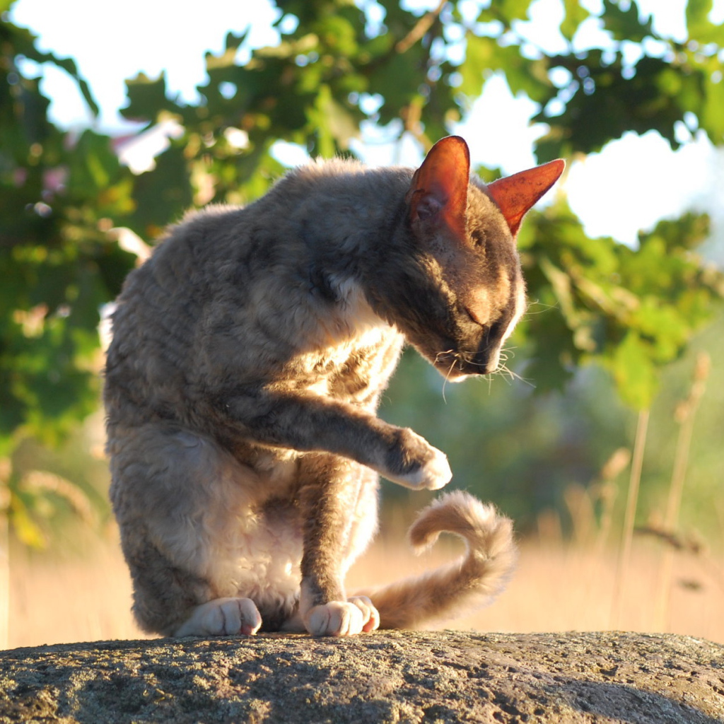 Корниш рекс умывается