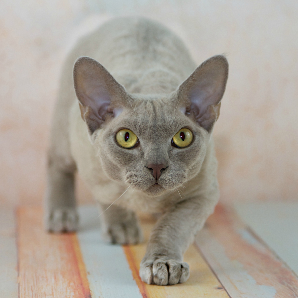 Крадущийся девон-рекс