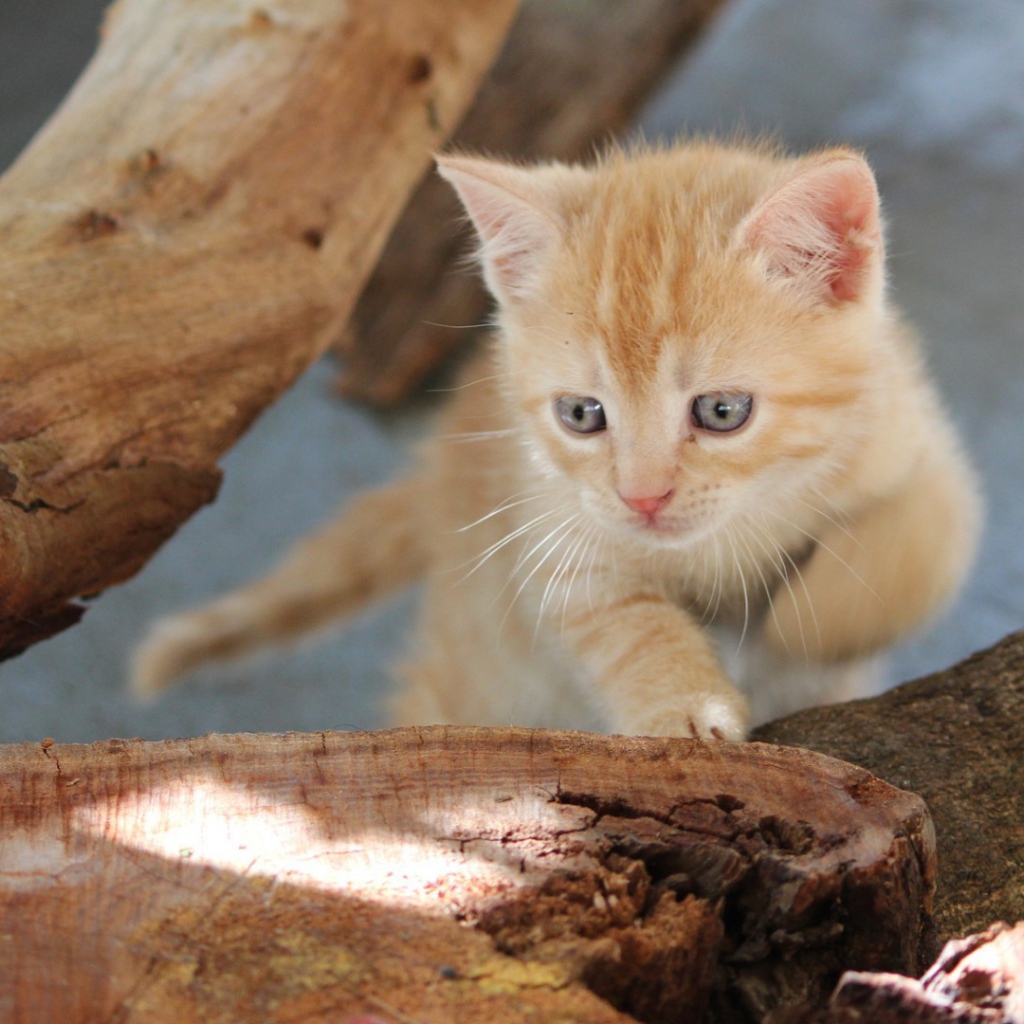 Любопытный котенок