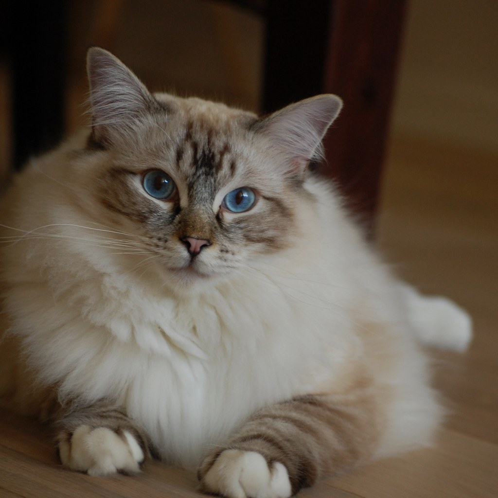 Милая кошка рэгдолл