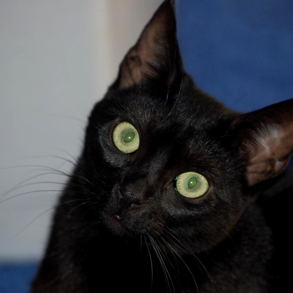 Милый котенок бомбейской кошки