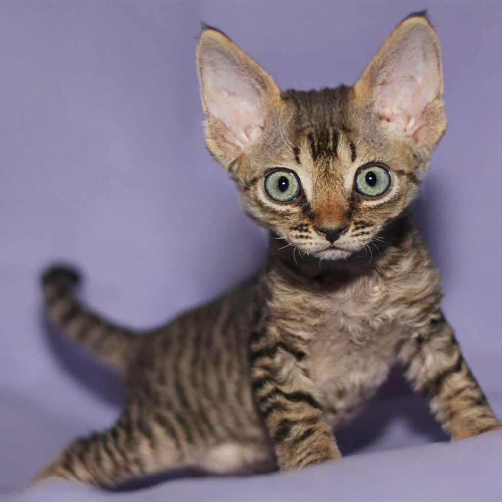 Милый котенок девон-рекс