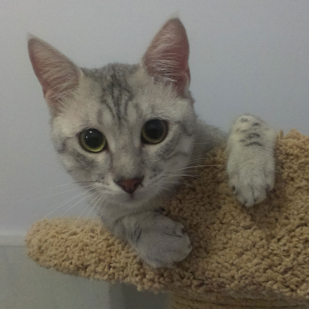 Милый котенок египетская мау