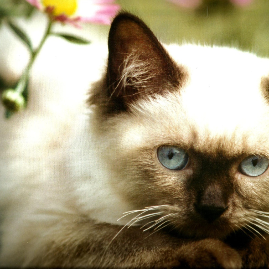 Милый котенок гималайской кошки