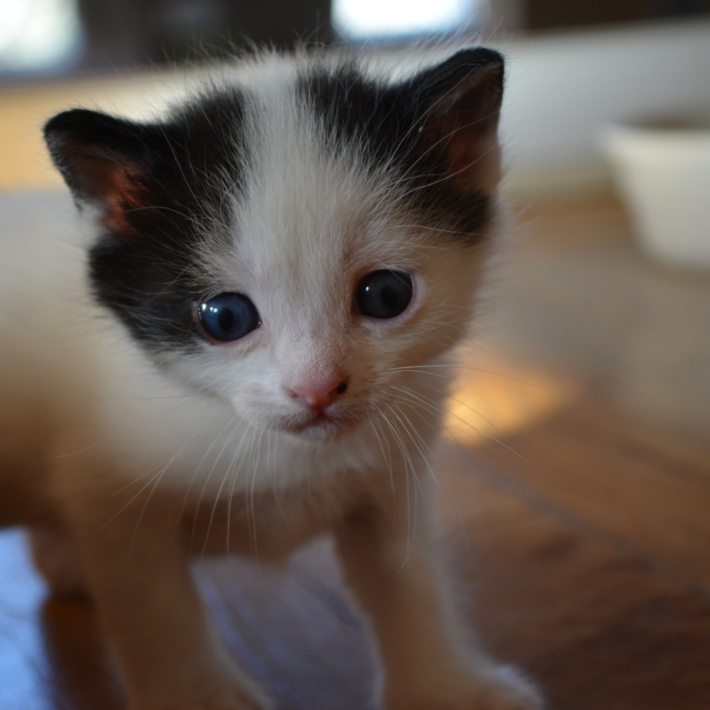 Милый котенок японского бобтейла