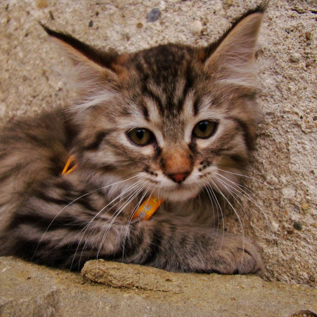 Милый котенок пиксибоб