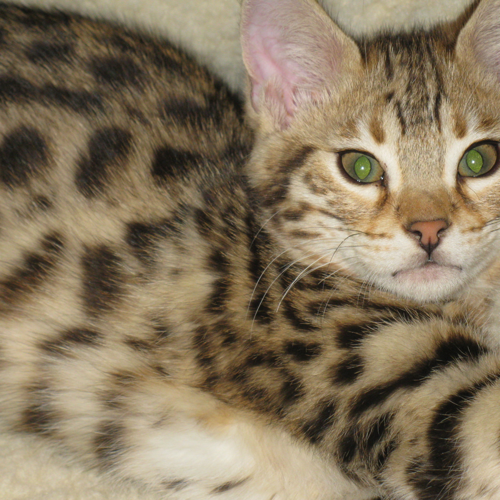 Милый котенок саванна