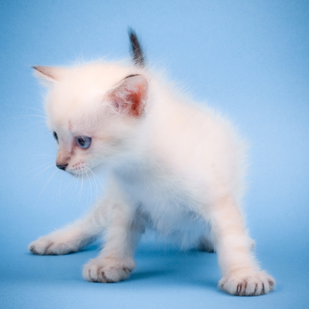 Мяукающий котенок