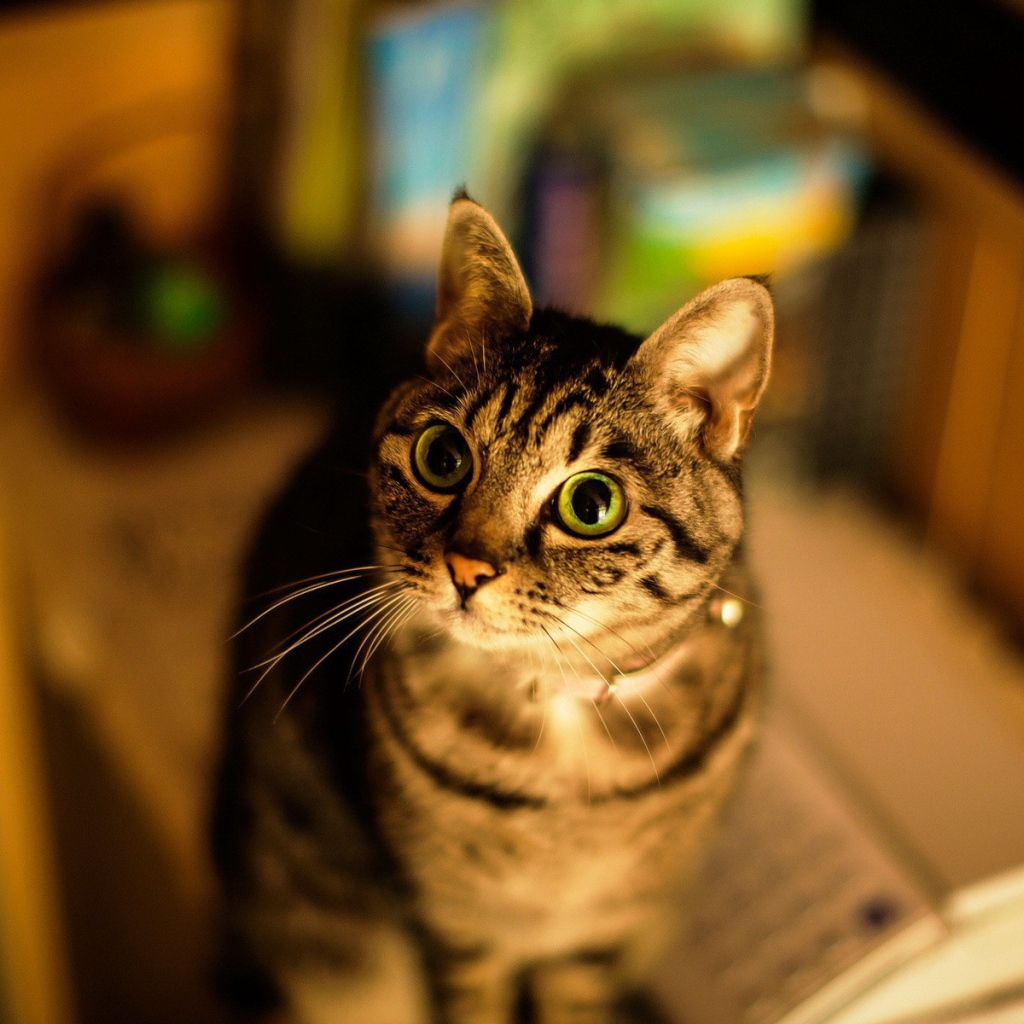 Милашка американская короткошерстная кошка