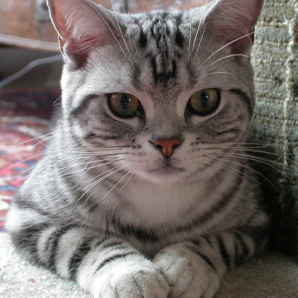 Милашка американская жесткошерстная кошка