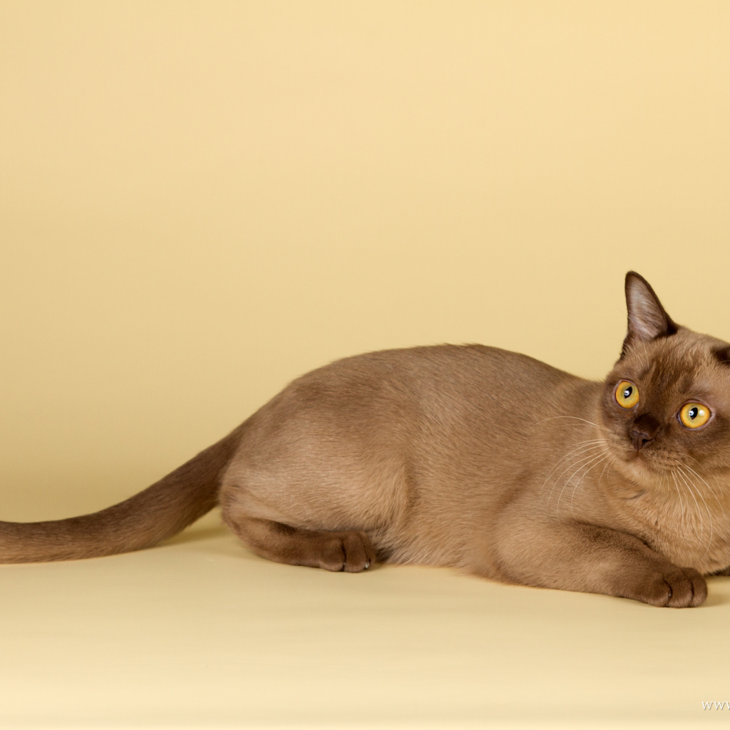 Милашка бурманская кошка