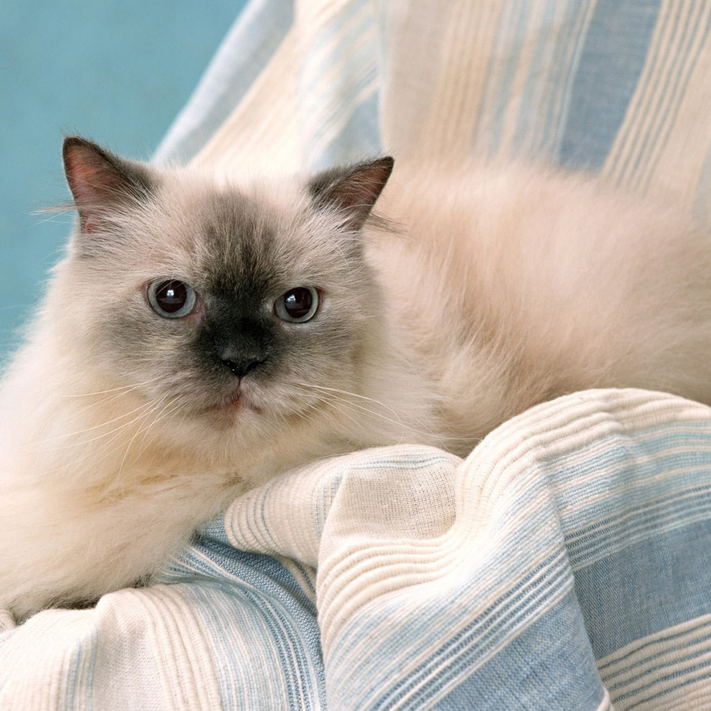 Милашка гималайская кошка